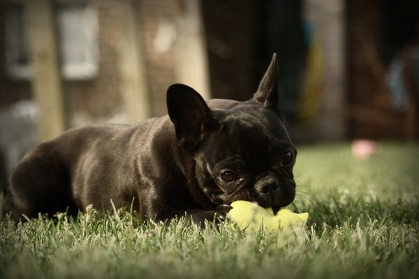 Franse Bulldog