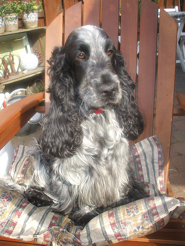 Engelse Cocker Spaniel