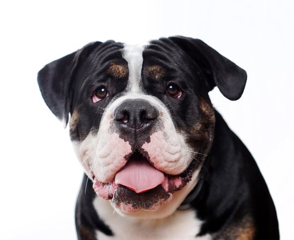 Old English Bulldog