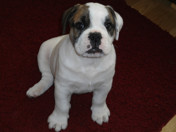 Engelse Bulldog