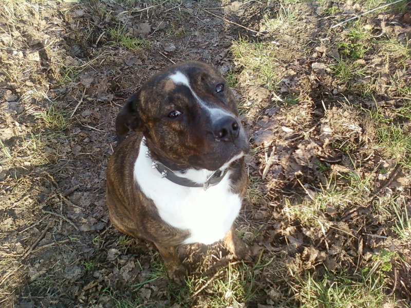 American Staffordshire Terrier