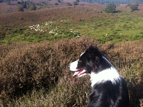 Border Collie