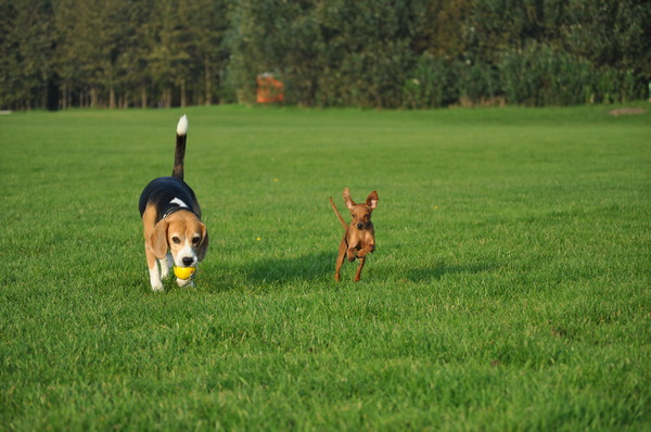 Winner n zijn (Beagle)vriend Bikkel