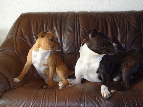 American Staffordshire Terrier