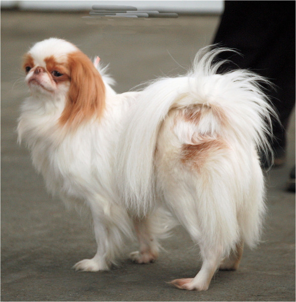 Japanse Spaniel