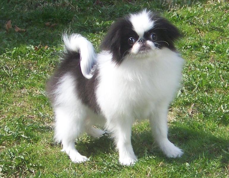 Japanse Spaniel