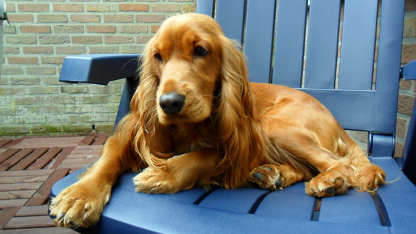 Engelse Cocker Spaniel