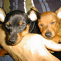 Dwergpinscher