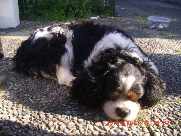 Cavalier King Charles Spaniel