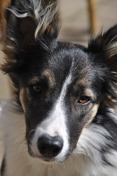 Border Collie