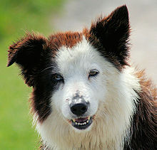 Border Collie