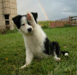 Border Collie