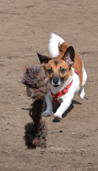 Jack Russell Terrier