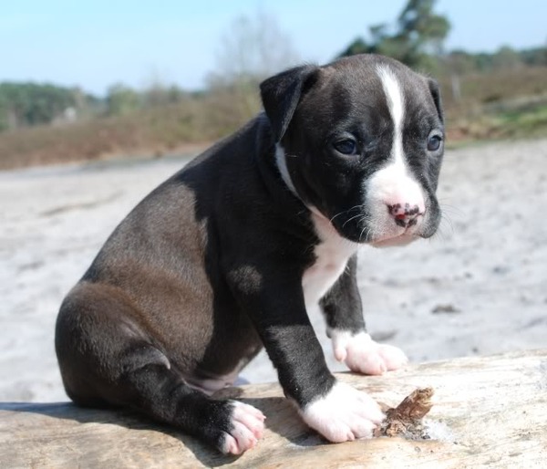 American Staffordshire Terrier