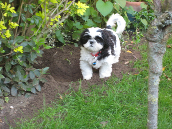 Bonny heeft vandaag in de tuin gewerkt .