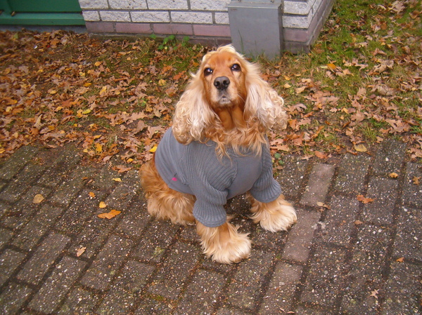 Engelse Cocker Spaniel