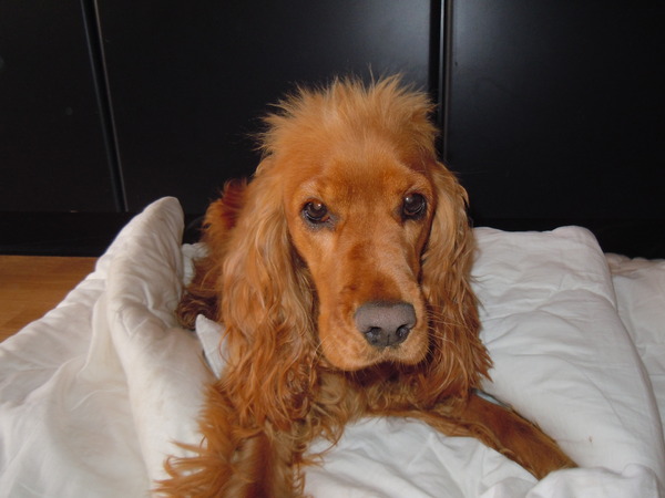 Engelse Cocker Spaniel