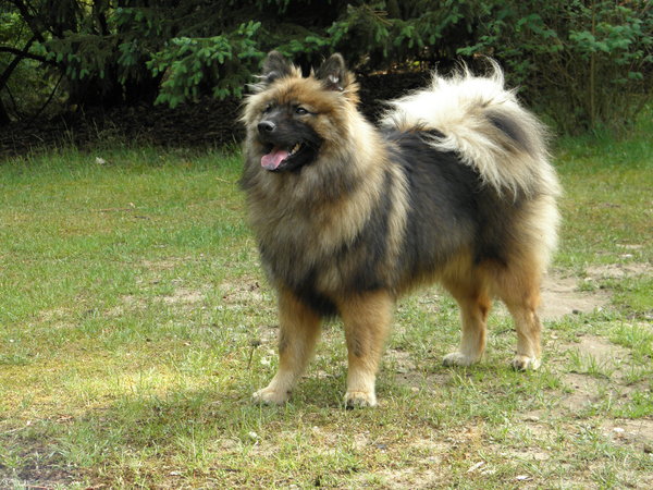 Eurasier