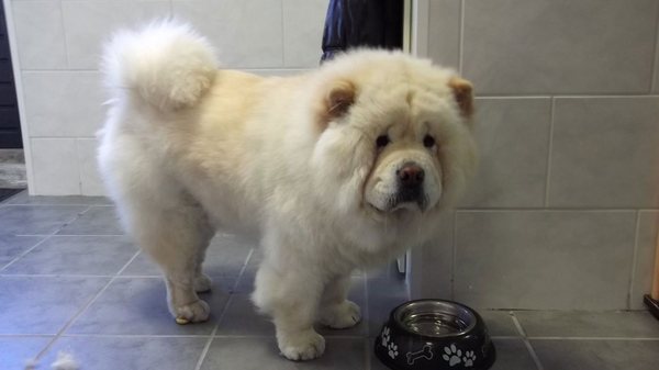 Chow chow