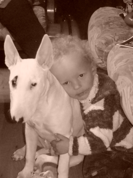 Bull Terrier