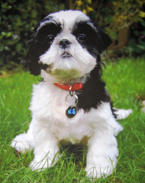 Shih Tzu