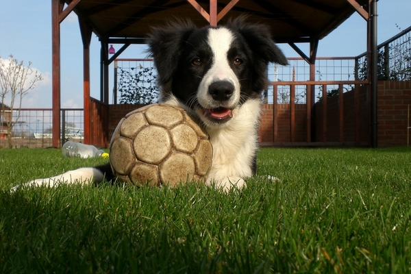 Border Collie