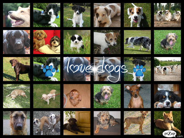 de nieuwe achtergrond van love dogs