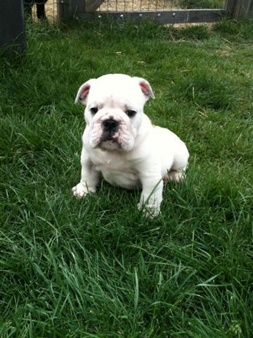 Engelse Bulldog