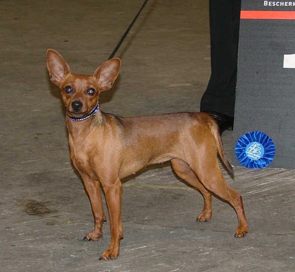 Dwergpinscher