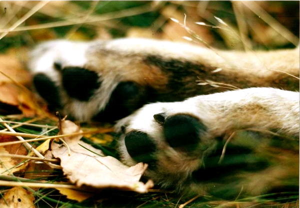 In de herfst van zijn leven