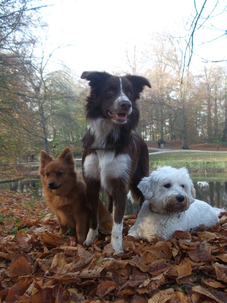 Vos, Shasta, Dhani Herfst foto