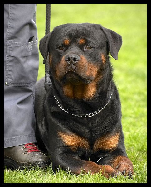 Rottweiler