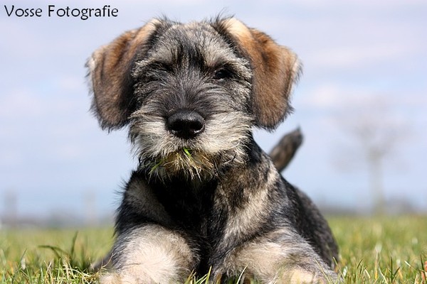 peper en zout Riesenschnauzerkennel van de Telgthoeve, Trea Kroeske