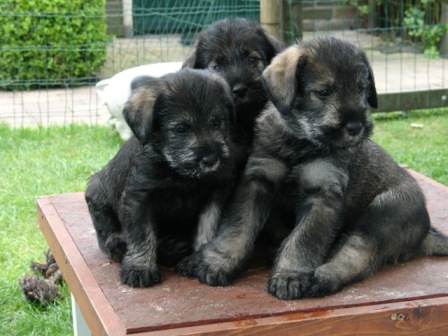 peper en zout Riesenschnauzerkennel van de Telgthoeve, Trea Kroeske