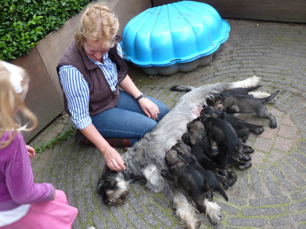 peper en zout Riesenschnauzerkennel van de Telgthoeve, Trea Kroeske