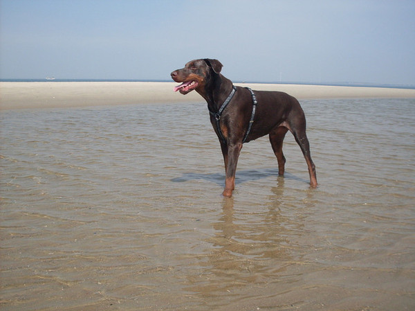 Dobermann