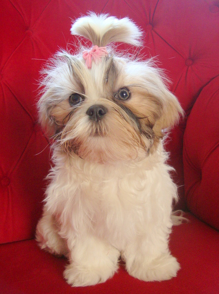 Shih Tzu