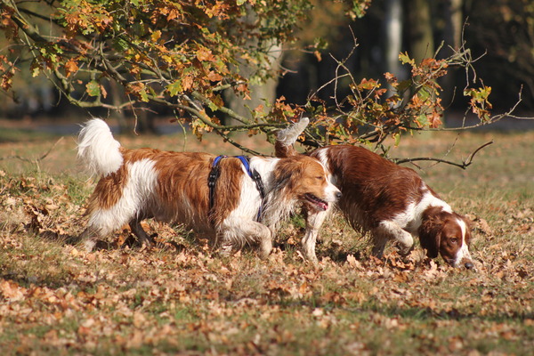 Scotty en Rosie