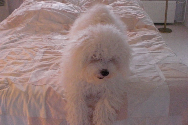 Bichon Frise