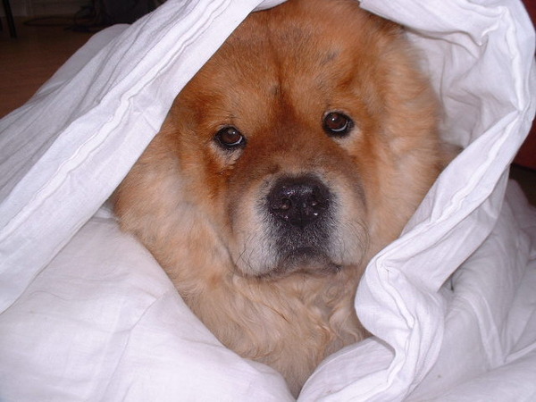 Chow chow