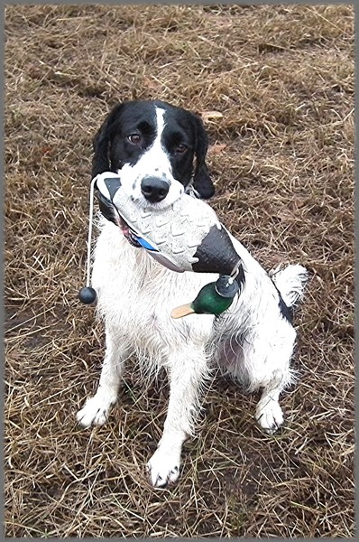 Engelse Springer Spaniel