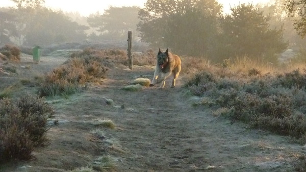 Rennen in de ochtend.