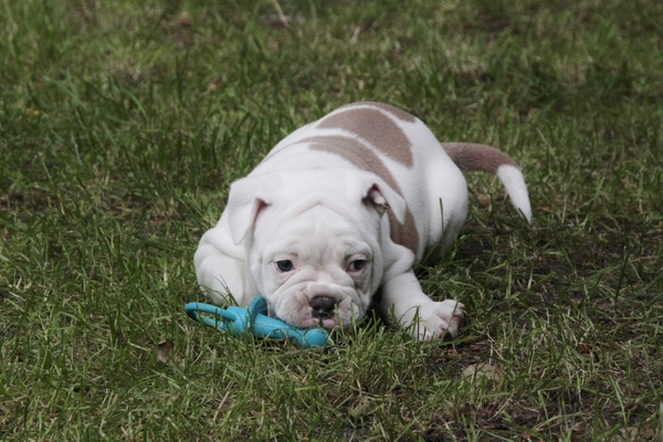 Old English Bulldog