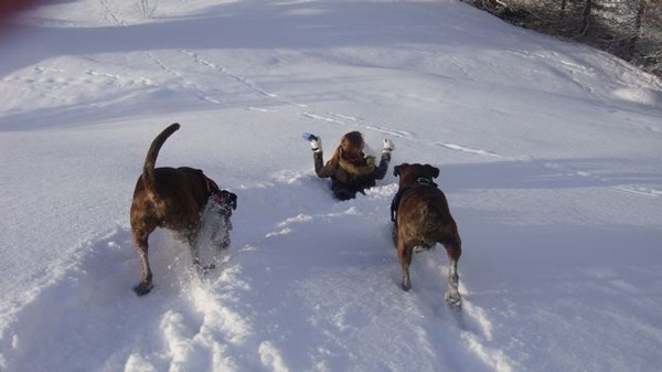 Onze boxers vinden sneeuw ook super!! Helaas de oudste is in mei overleden.