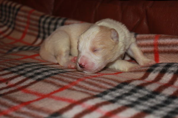 Sharilin Border Collie's