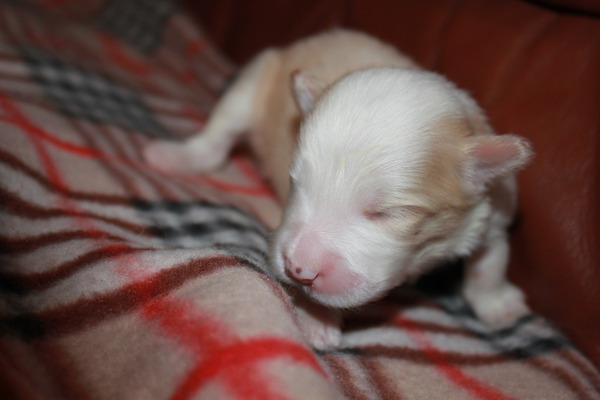 Sharilin Border Collie's