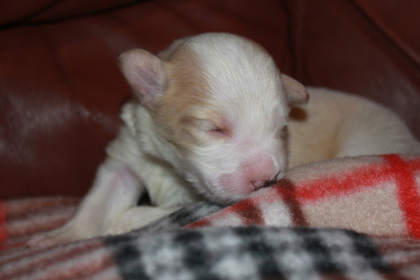 Sharilin Border Collie's