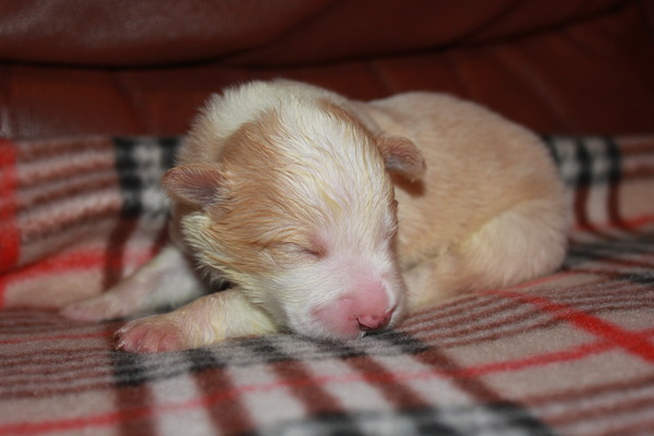 Sharilin Border Collie's