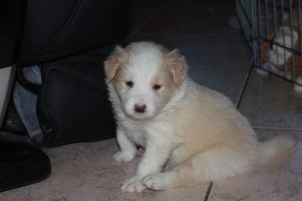 Sharilin Border Collie's