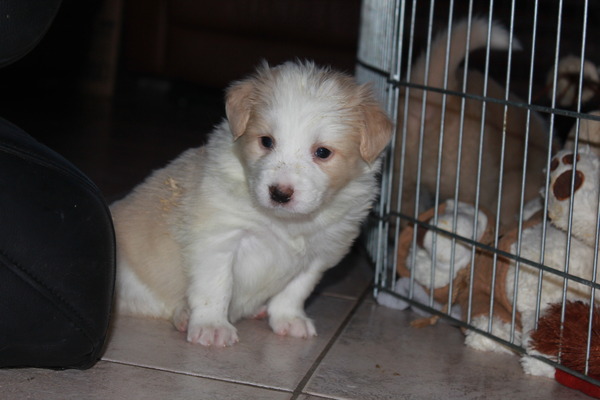 Sharilin Border Collie's